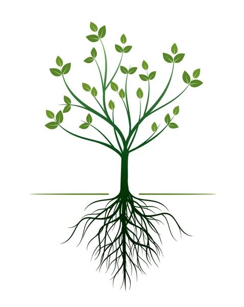 Árbol Verde Joven Con Raíces Esquema Vectorial Ilustración — Vector de stock