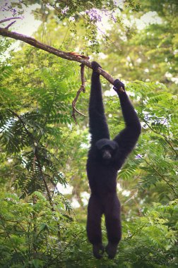 Şirin maymun, Asyalı maymun                                      