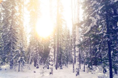 Kışın kozalaklı orman, kış manzarası     