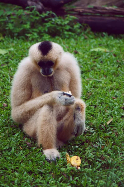 Macaco Bonito Com Frutas Macacos Asiáticos — Fotografia de Stock
