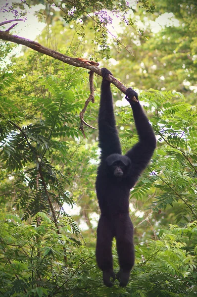 Şirin maymun, Asyalı maymun                                      