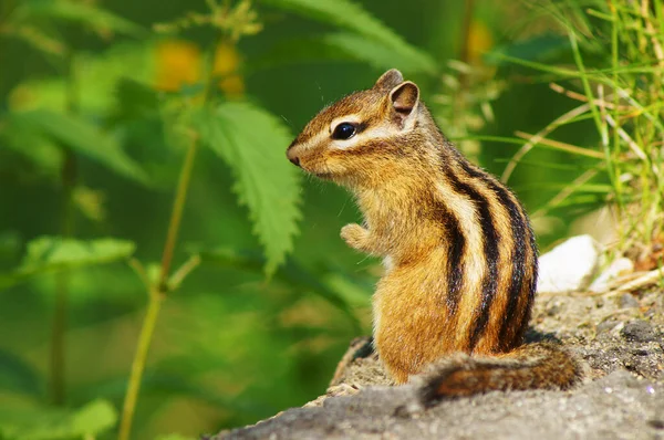 Landschaft Mit Streifenhörnchen Streifenhörnchen — Stockfoto