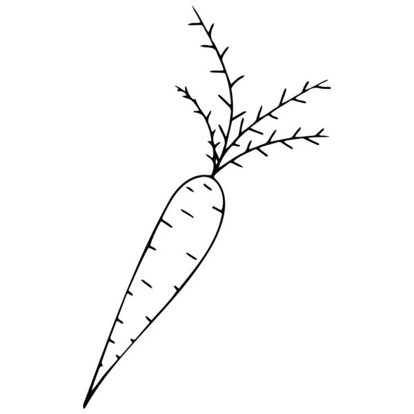 Doodle Vegetable Icon Carrot Onion Beetroot Pumpkin Root Vegetable Garden — Stock Vector