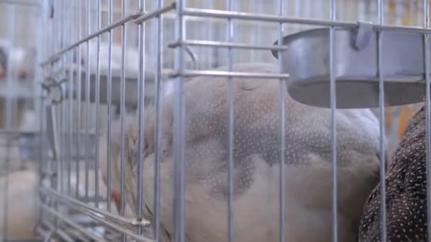 Portrait of turkey looking around in the cage at animal exhibition, market — Stock Video