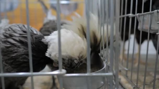 Kurczęta chrzęstne jedzące nasiona w klatce na wystawie zwierząt rolnych, rynek — Wideo stockowe