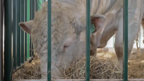 Grande touro branco comendo feno na exposição animal agrícola - close-up — Vídeo de Stock