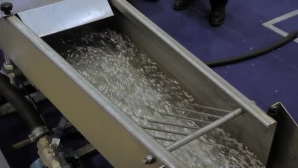 Waterstroom met gerecycleerd plastic granulaat, pellets - plastic recyclingmachine — Stockvideo