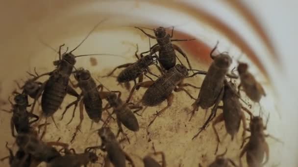 Καφέ γρύλους σέρνεται γύρω σε πλαστικό δοχείο: έντομο έννοια, αργή κίνηση — Αρχείο Βίντεο