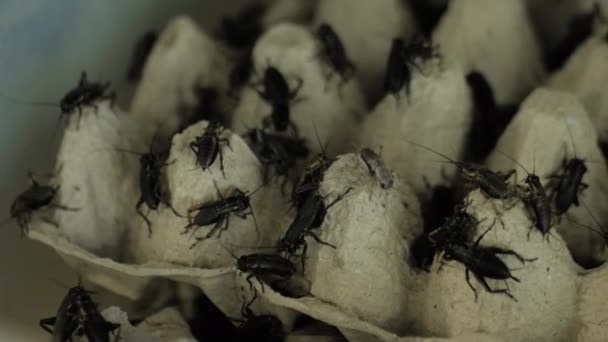 Közelkép: sok fekete tücsök mászkál a tojástálcán - rovar fogalom — Stock videók