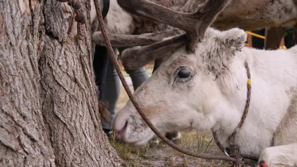 Porträt trauriger weißer sibirischer Hirsche auf Bauernhof, Zoo - Nahaufnahme — Stockvideo
