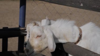 Çiftlikte, hayvanat bahçesinde iki sevimli keçi yavrusunun portresi. Yakın çekim, yavaş çekim. Yaz zamanı, gün ışığı. Çiftçilik, tarım endüstrisi, çiftlik hayvanları ve hayvancılık kavramı