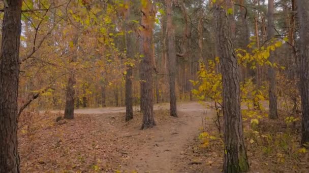空の秋の公園、針葉樹林を歩く:誰も- stedicamショット — ストック動画