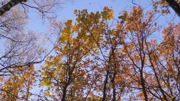 Bajo ángulo de ramas de árboles otoñales balanceándose en el viento, hojas naranjas cayendo en el parque — Vídeos de Stock