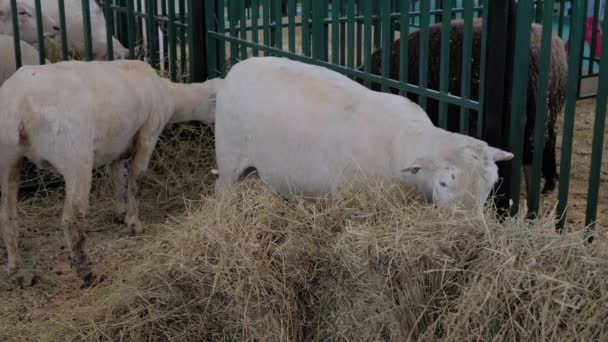 Manada de ovejas blancas comiendo heno en exposición de animales — Vídeo de stock