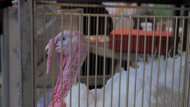 Portrait of turkey looking around in the cage at animal exhibition, market — Stock Video