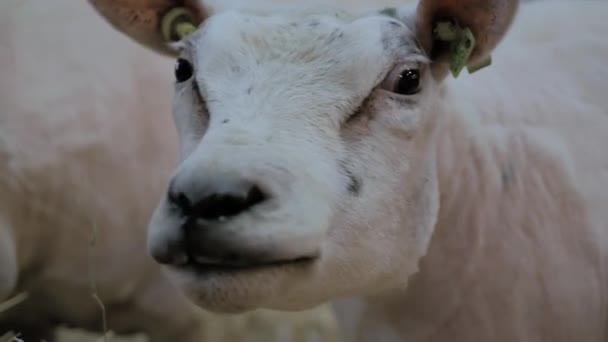 Πορτρέτο των προβάτων που τρώνε σανό σε έκθεση ζώων, εμπορική έκθεση - close up — Αρχείο Βίντεο