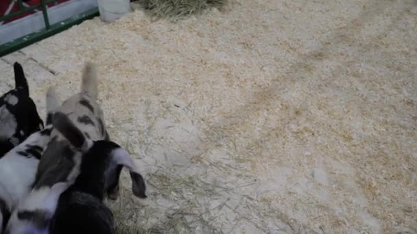 Piccoli divertenti goatlings che giocano insieme alla mostra di animali agricoli — Video Stock