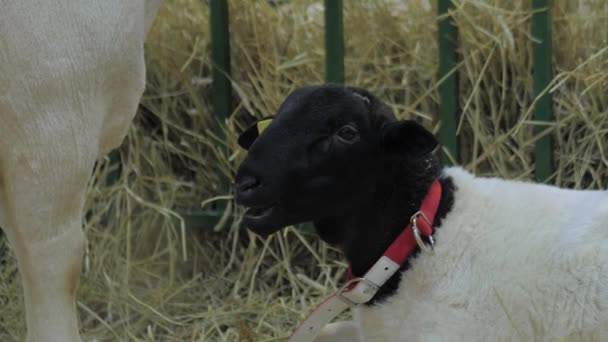 Retrato de cordeiro comendo feno em exposição animal, feira — Vídeo de Stock