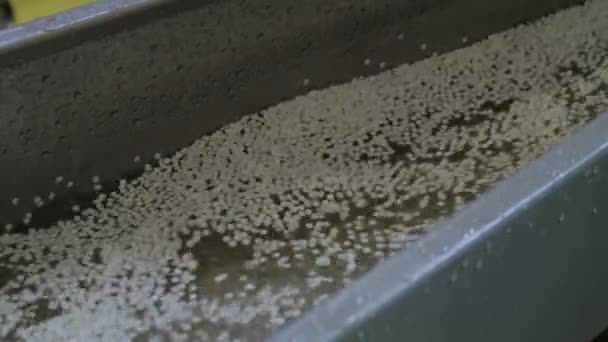 Plast återvinning maskin - vattenflöde med återvunnen plast granulat, pellets — Stockvideo