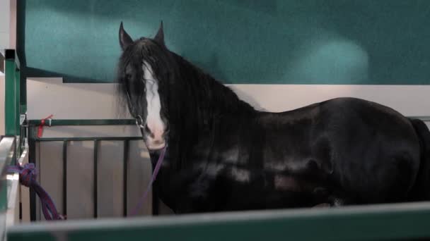 Portret czarnego konia jedzącego siano na wystawie zwierząt rolnych — Wideo stockowe