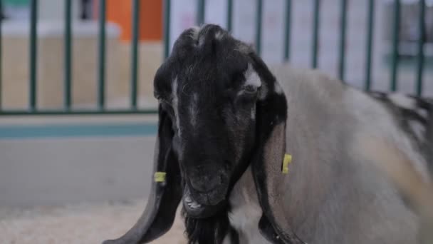 Portret kozy na wystawie zwierząt rolnych, wystawa handlowa — Wideo stockowe
