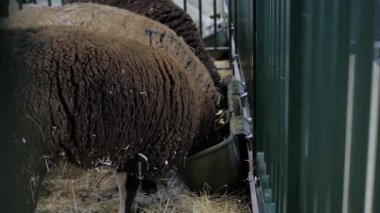 Hayvan sergisinde koyun eti yiyen hayvanların portresi.