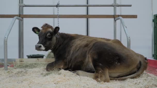 Retrato de vaca marrom descansando e olhando ao redor em exposição animal — Vídeo de Stock