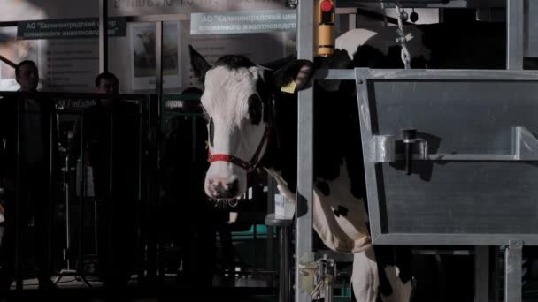Zwart-wit Holstein koe op landbouwdieren tentoonstelling, vakbeurs — Stockvideo