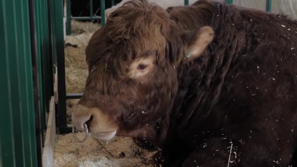 Велика коричнева бичка Лімузен їсть сіно на виставці сільськогосподарських тварин: крупним планом — стокове відео