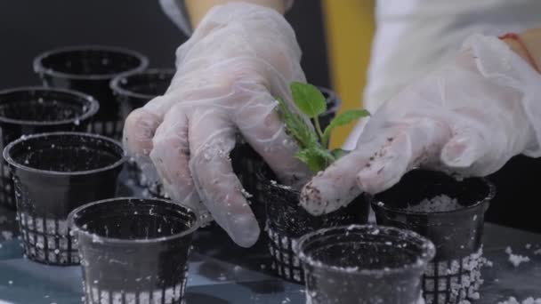 在基底中种植绿色植物的妇女- -白色珠光体颗粒 — 图库视频影像