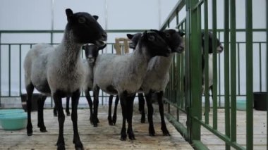Romanov koyun sürüsü hayvan sergisinde, ticaret fuarında