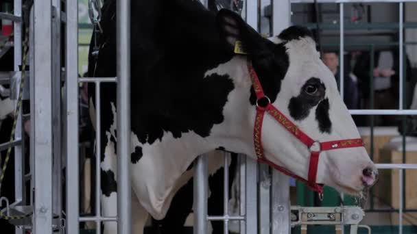 Przerażona czarno-biała krowa Holstein krzyczy na wystawę zwierząt rolnych — Wideo stockowe
