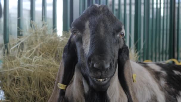 Yakın plan: Tarım hayvanları sergisinde keçi portresi, ticaret fuarı — Stok video