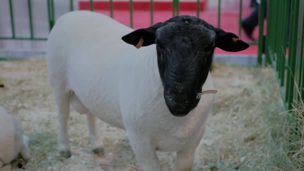 Retrato de cordeiro comendo feno em exposição animal, feira — Vídeo de Stock