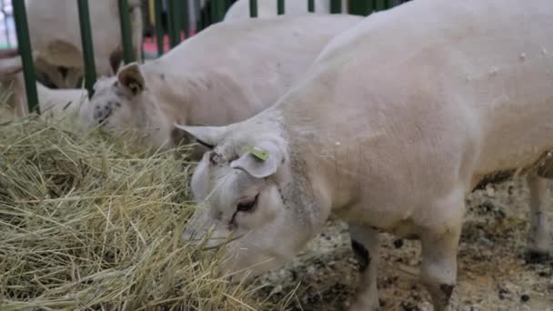 Retrato de Texel ovejas comiendo heno en exposición de animales, feria comercial — Vídeos de Stock