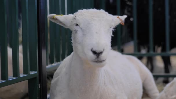 Πορτρέτο του λευκού πρόβατα τρώει σανό σε έκθεση ζώων, εμπορική έκθεση — Αρχείο Βίντεο