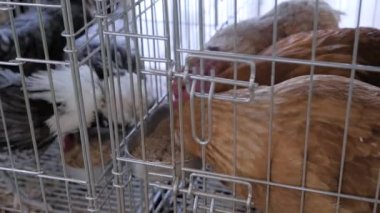 Tarım hayvanları sergisindeki kafeste tohum yiyen tavuklar.