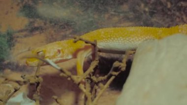 Küçük sarı kertenkele teraryumdaki ahşap dalda yavaşça sürünüyor.