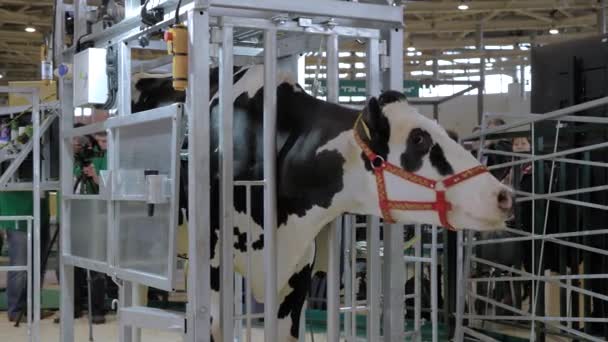 Vaca Holstein asustada en blanco y negro gritando en exhibición de animales agrícolas — Vídeos de Stock