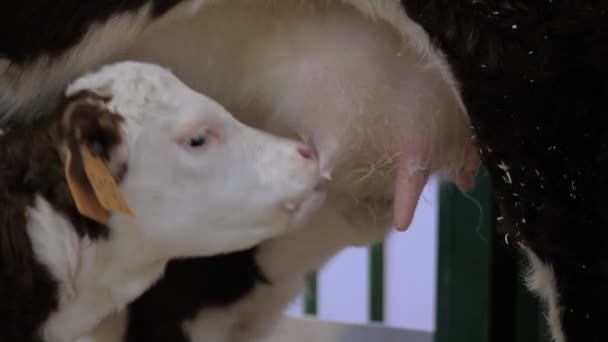 Dois bezerros castanhos e brancos bonitos bebendo leite de úbere de vaca mãe — Vídeo de Stock