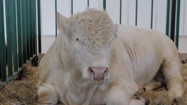 Μεγάλος λευκός ταύρος που αναπαύεται και τρώει σανό σε έκθεση γεωργικών ζώων — Αρχείο Βίντεο