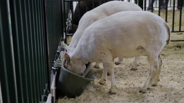 Retrato de dos ovejas comiendo pienso compuesto en exposición animal, feria comercial — Vídeos de Stock