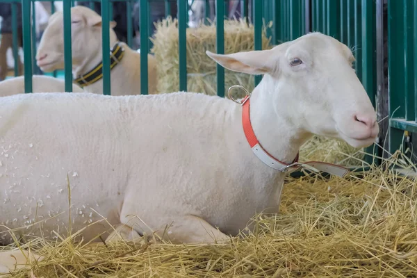 Portrait of white sheep at animal exhibition, trade show