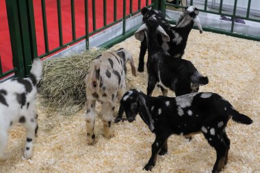 Zirai hayvan sergisinde birlikte oynayan küçük komik keçiler.