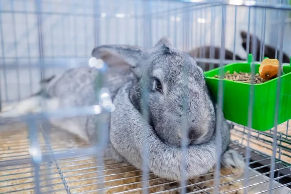 Cute light grey rabbit in the cage at agricultural animal exhibition, market