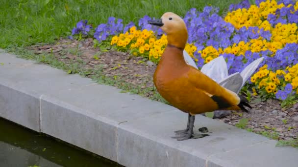 Duck standing on dam, pooping and looking around — Stock Video