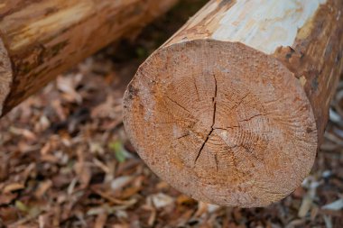 Tahta testereler yere saçıldı