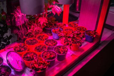 Mor yapay LED ışıkları altında saksılarda büyüyen birçok bitki