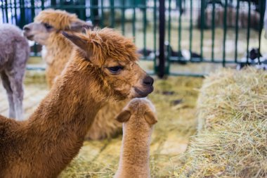 Portrait of alpaca at agricultural animal exhibition