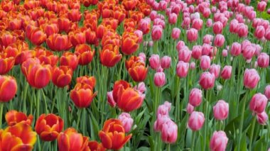 Spring meadow with lot colorful red and pink tulip flowers